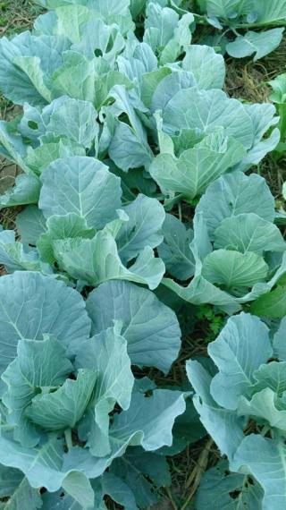 www.kasetnewlife.com รับสอน ทำอาหารเสริมพืชนาโน อาหารเสริมพืช ทำให้พืชโตเร็ว